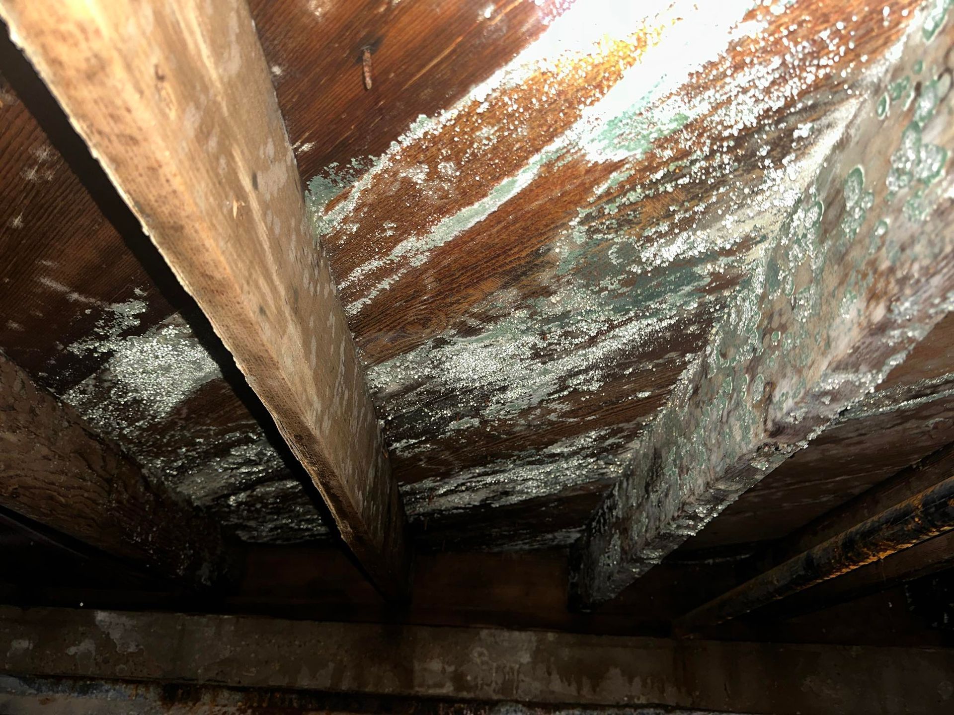 Moldy wooden ceiling with white and green patches.