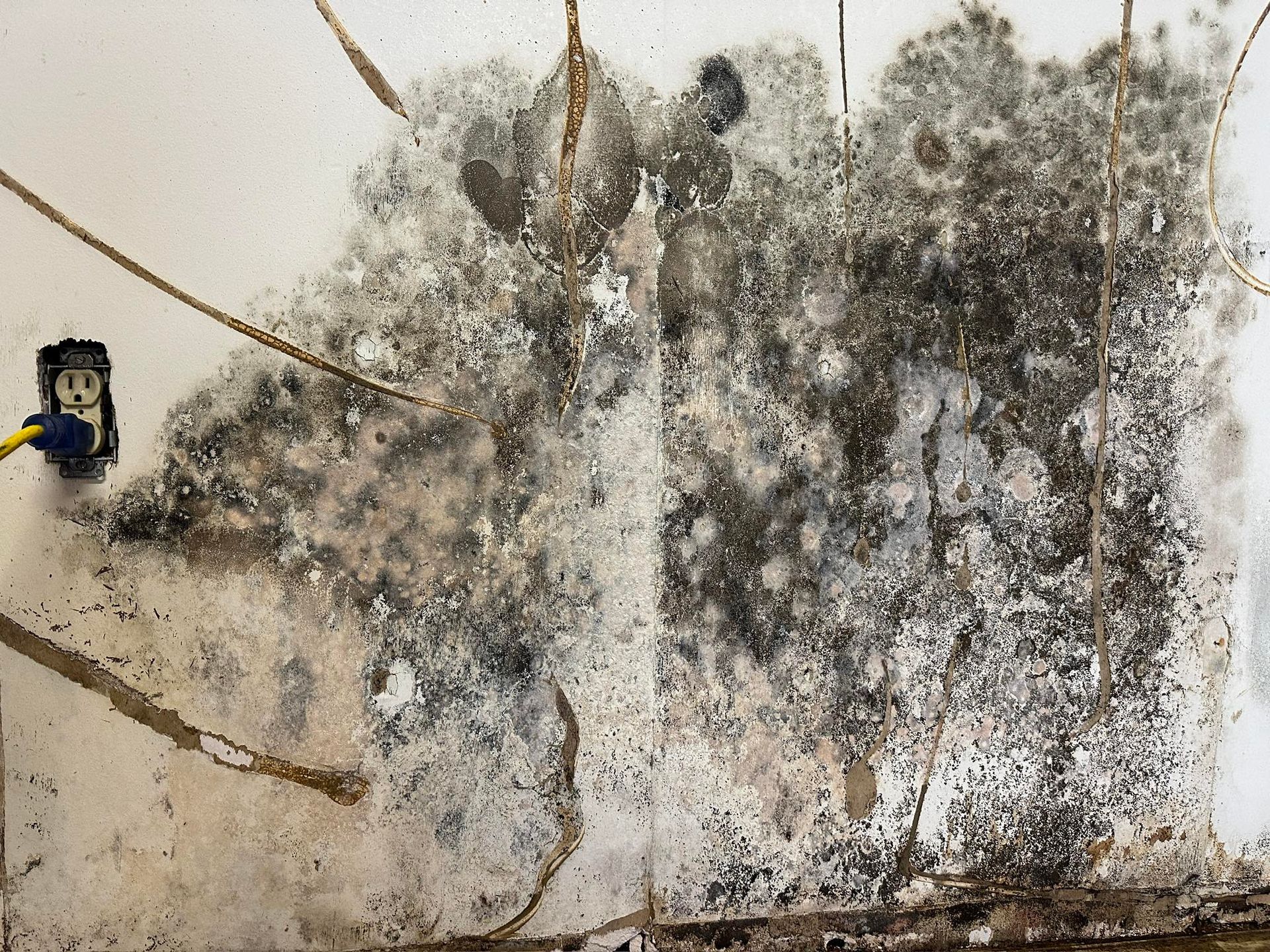 Wall covered in extensive black and gray mold growth, near an electrical outlet, potentially indicating water damage.