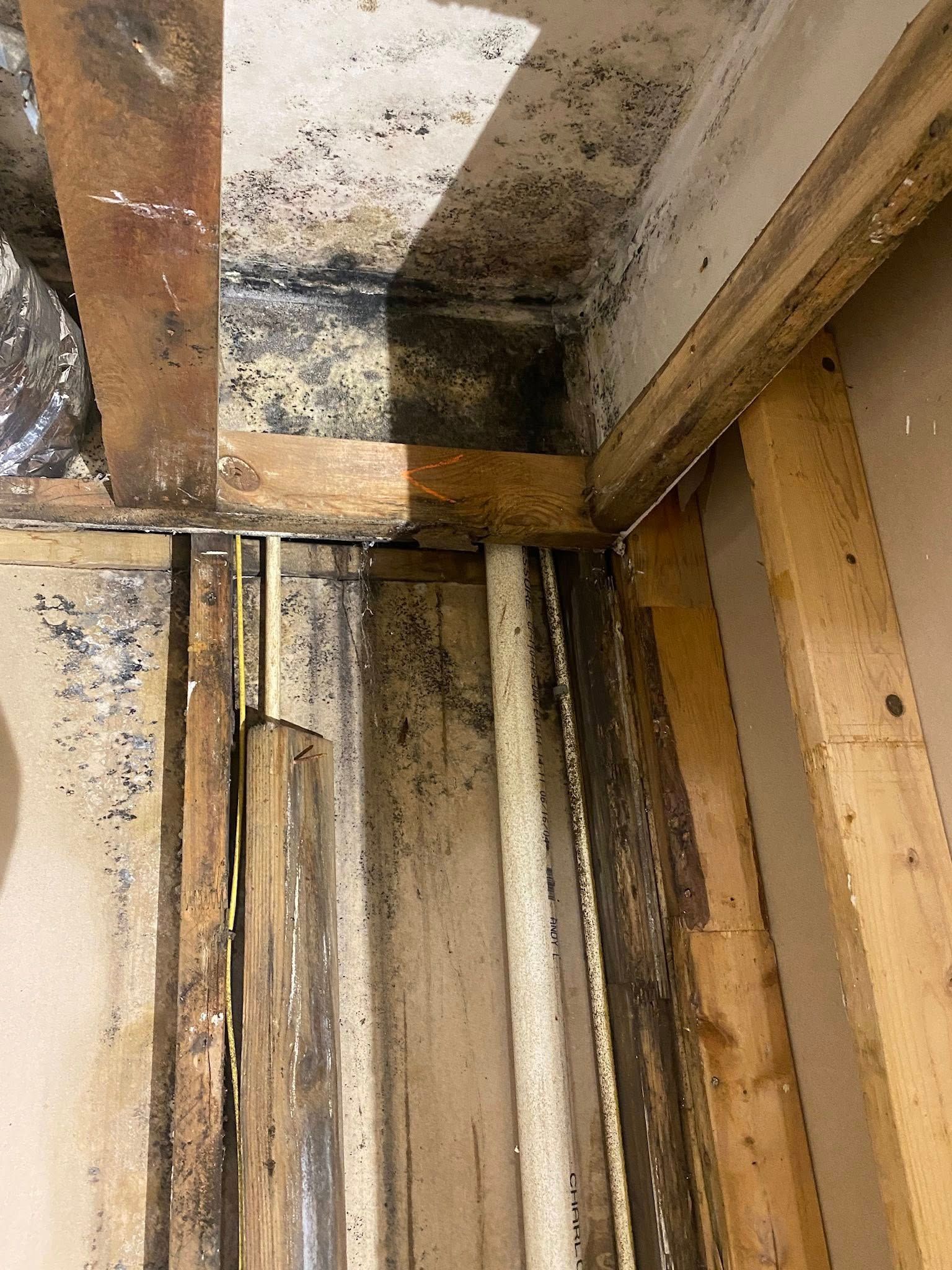 Mold growth on exposed wooden beams and wall in a damp indoor setting.
