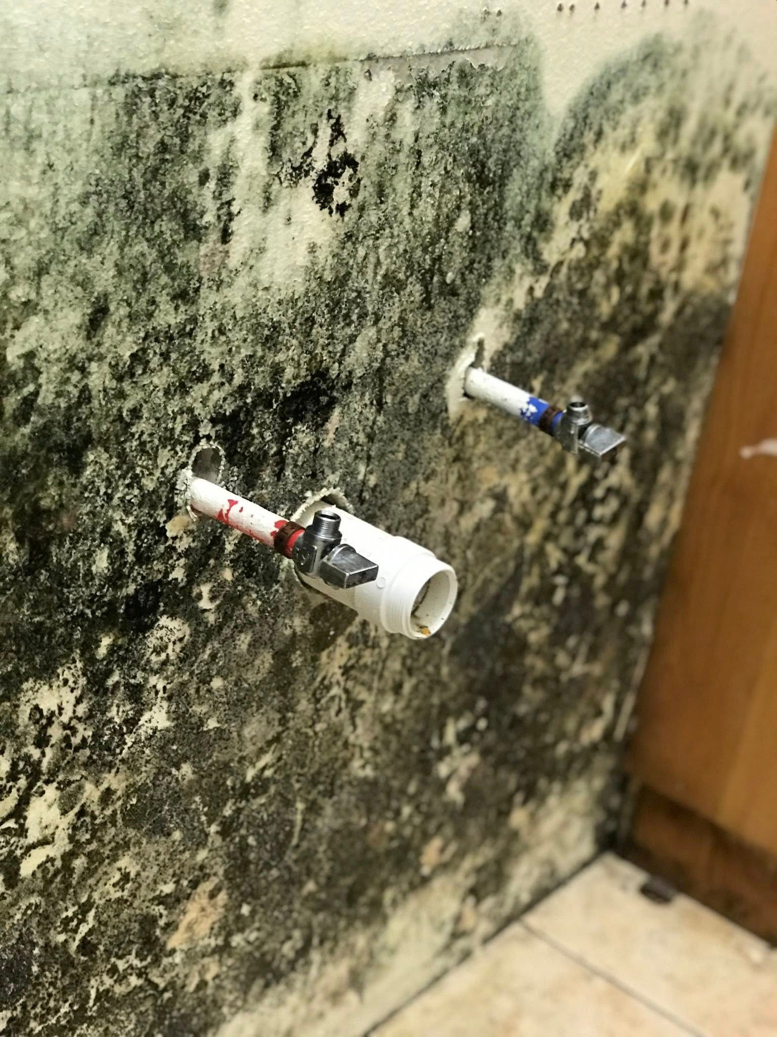 Wall covered in black and green mold with two pipes protruding, likely in a bathroom setting.
