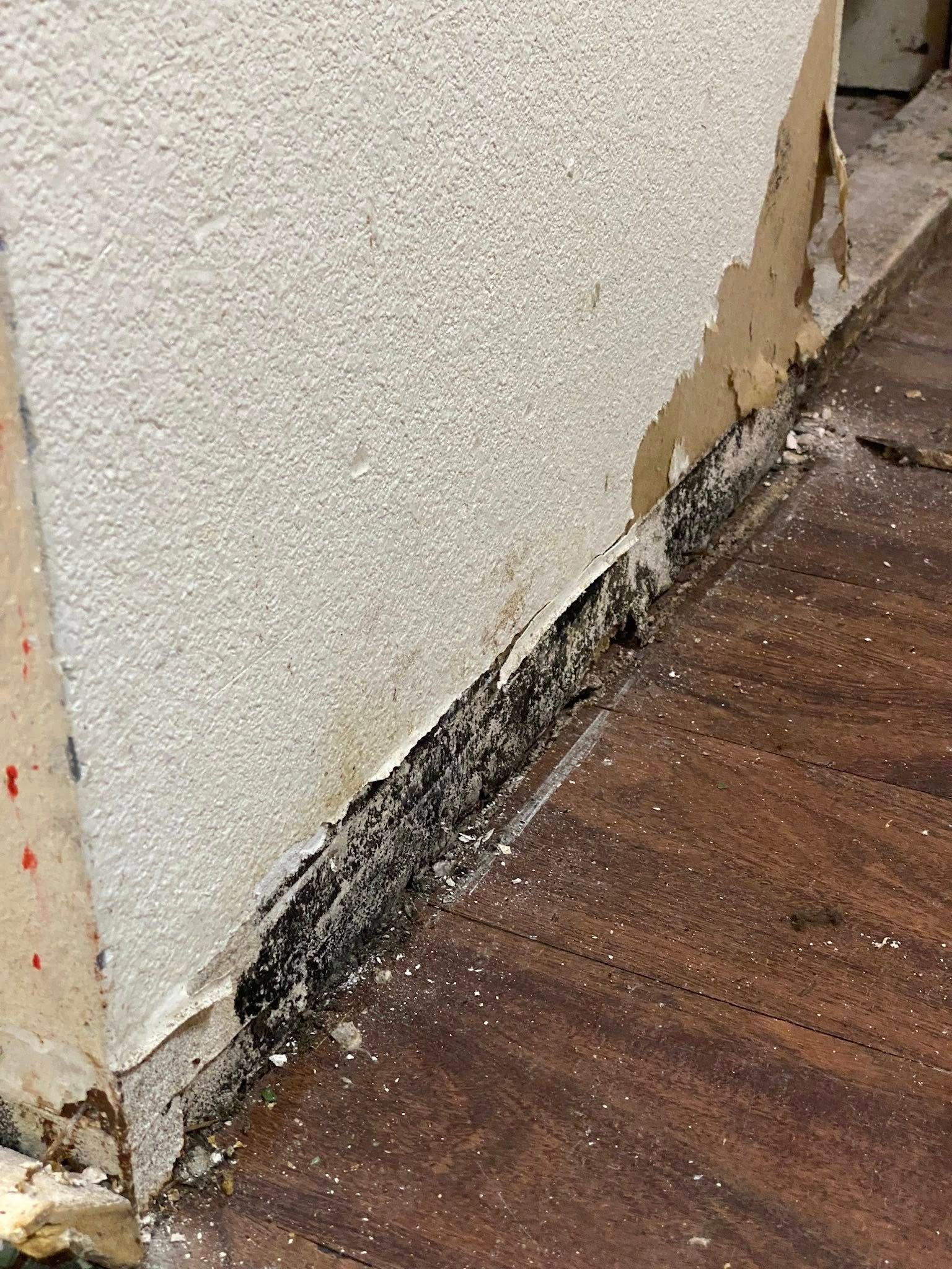 Black mold growing on a wall and floor corner. The wall is textured and white, and the floor is brown.