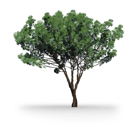 Tree with green leaves growing - Tree Services North Richland Hills, TX