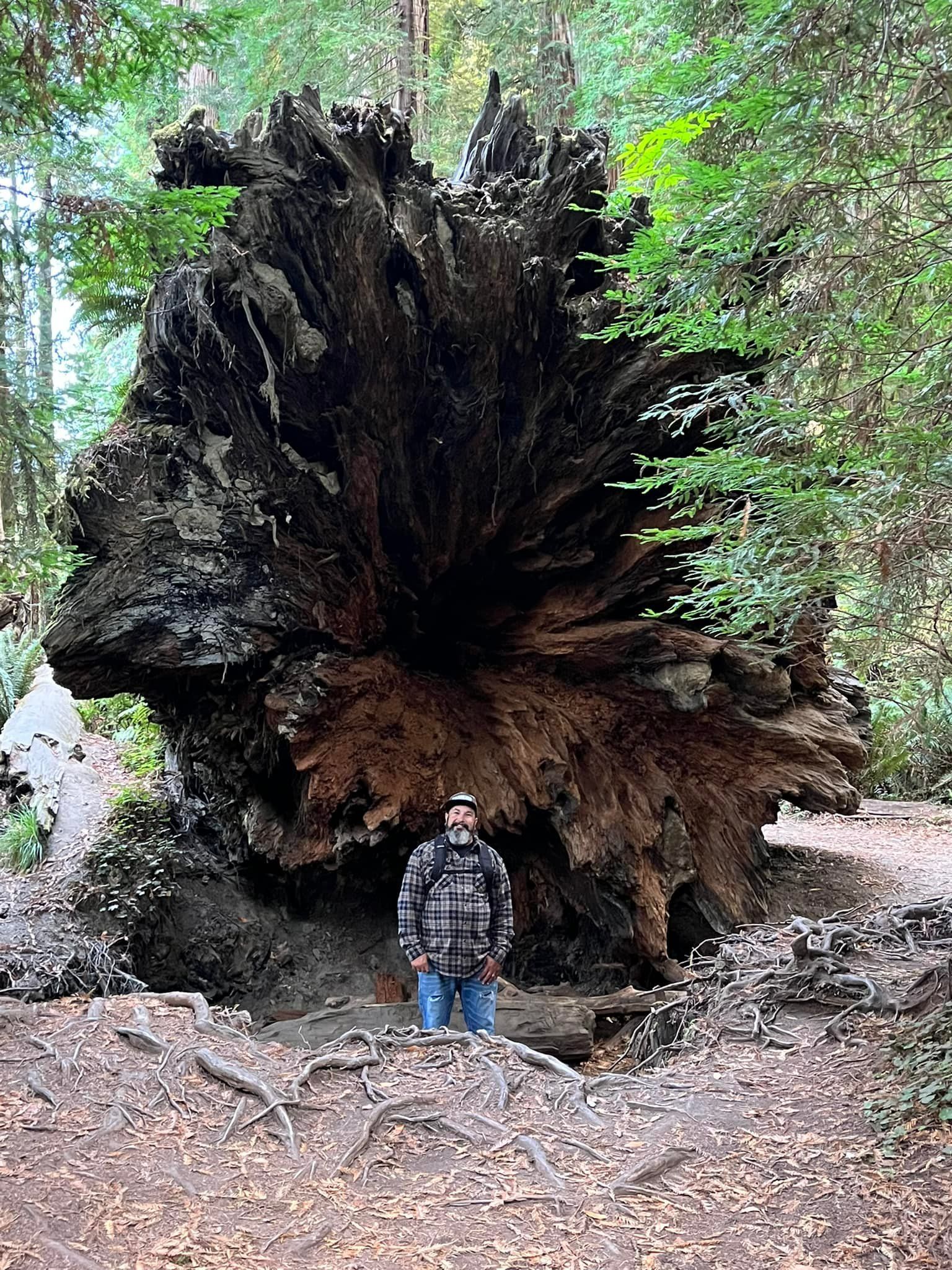 giant stump next to OLI Outdoor Services owner Allan