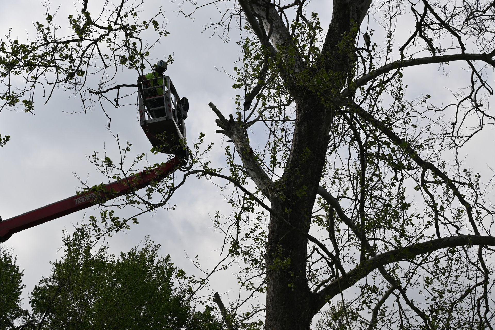 OLI Outdoor Services trimming tree in Godfrey, IL