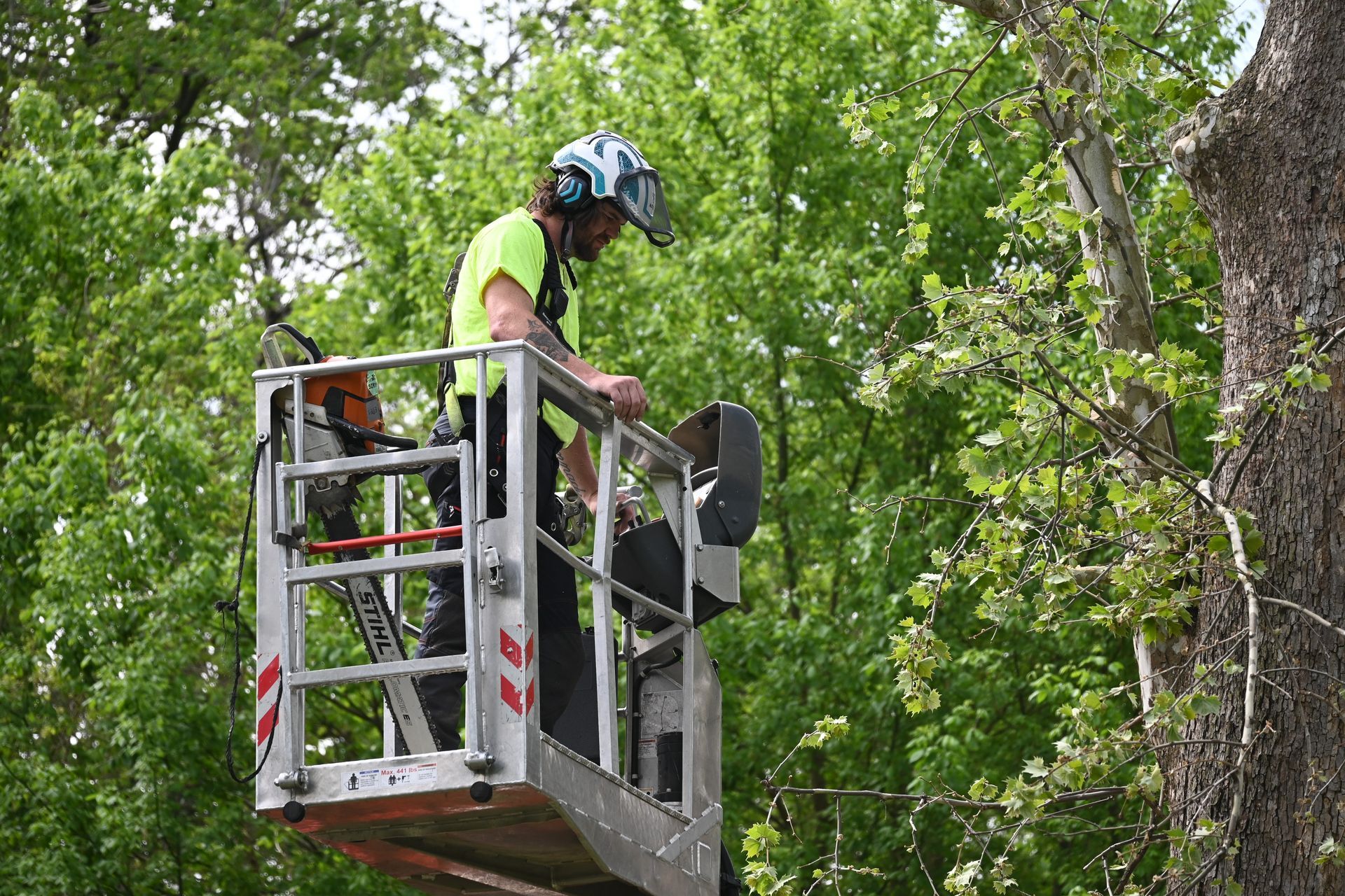 tree removal tree work in illinois 