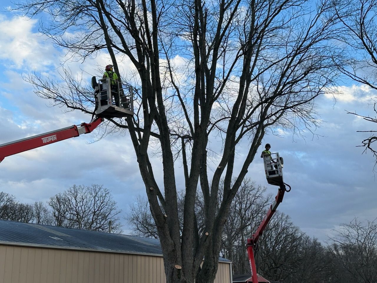 tree trimming brighton il