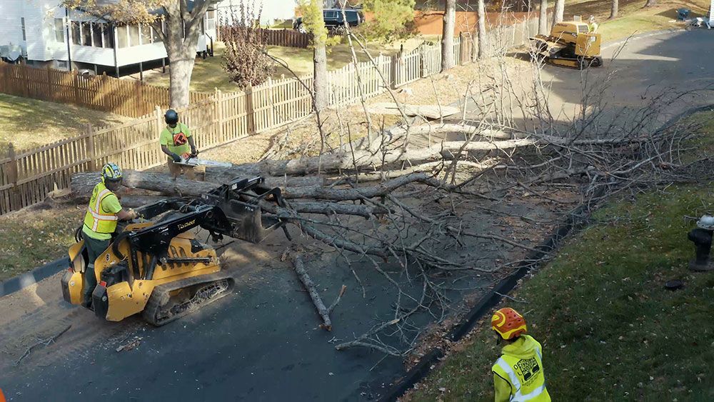 a group of men are cutting down a tree on the side of a road .