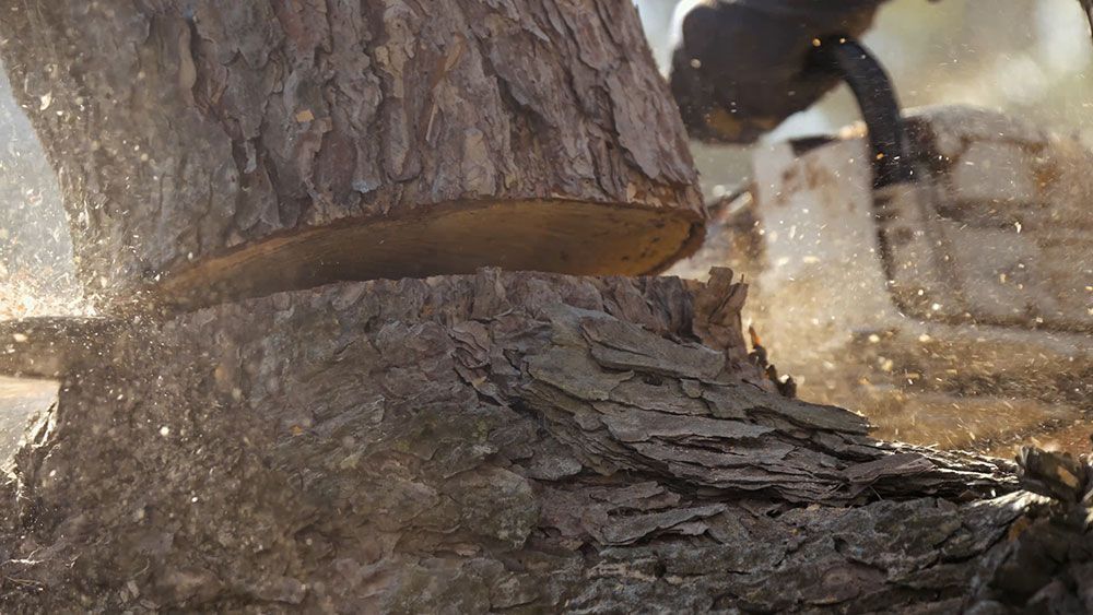 OLI tree removal services near Godfrey, IL