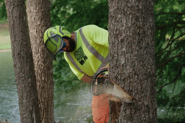 chad removing tree near godfrey il