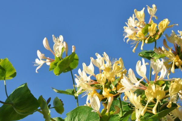 Honeysuckle in godfrey, il