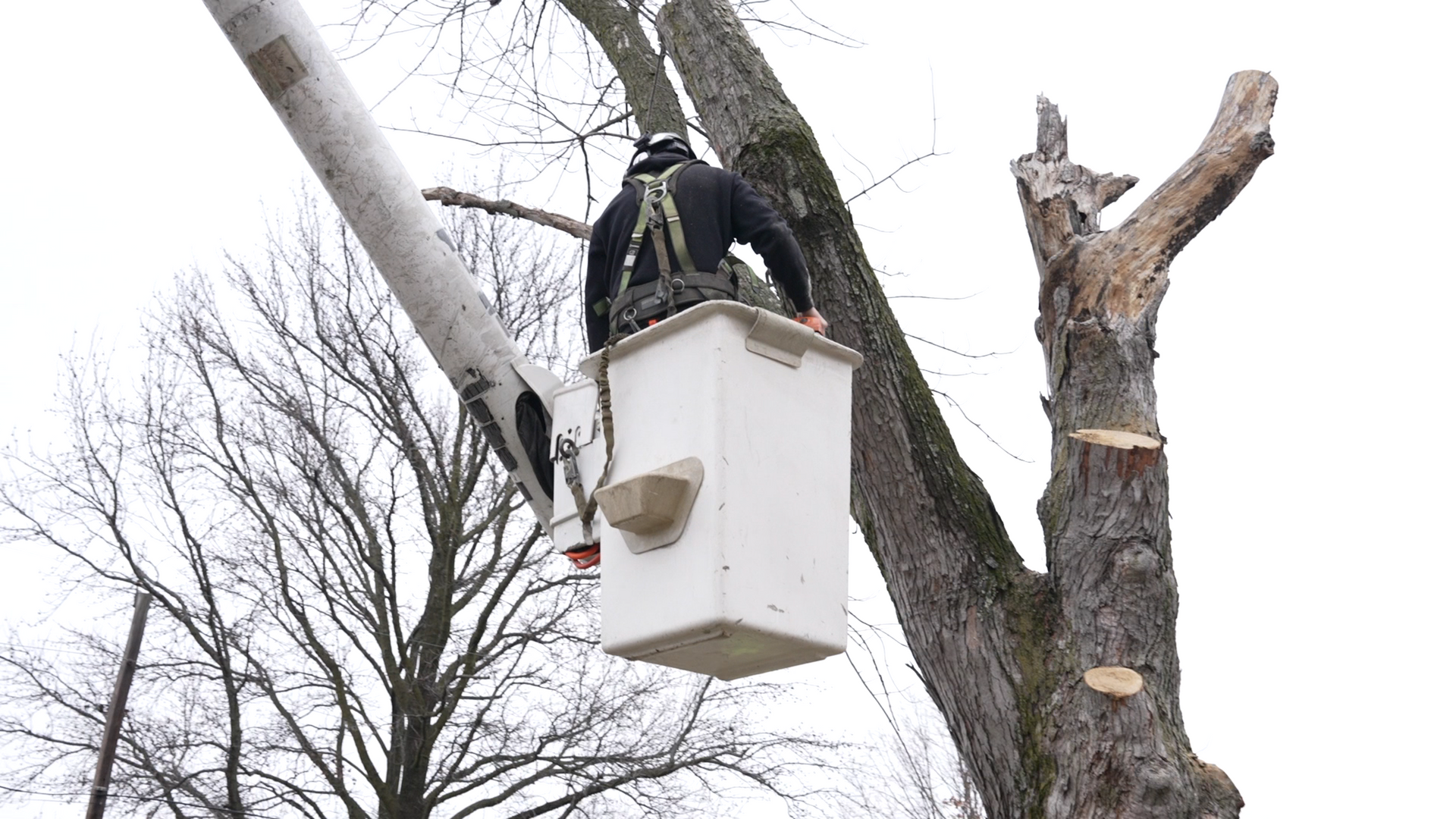 dave trimming trees in st louis