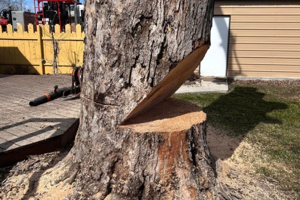 tree removal notching tree near st louis mo