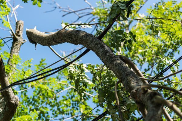 tree removal by power lines