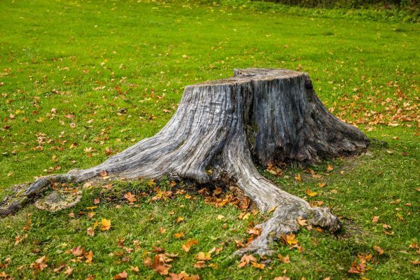 tree stump removal servies