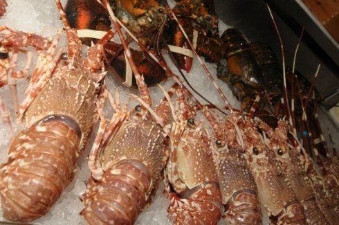 scampi