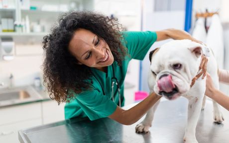 a female veterinarian is examining a white bulldog on a table .  | Wilbraham, MA | Eastfield Hospital for Animals