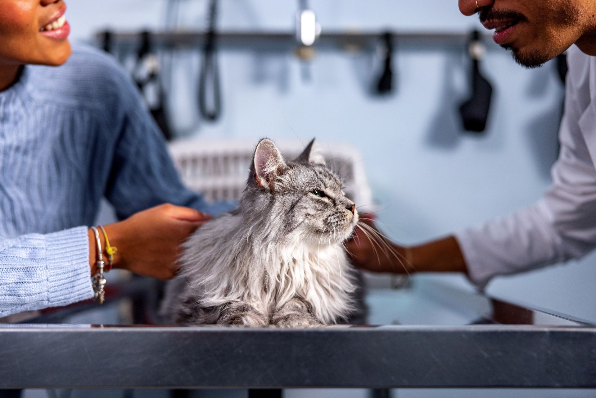 a cat is being examined by a veterinarian in a veterinary clinic .  | Wilbraham, MA | Eastfield Hospital for Animals