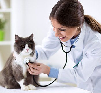 Veterinarian Checking Up on Cat — Wilbraham, MA — Eastfield Hospital for Animals