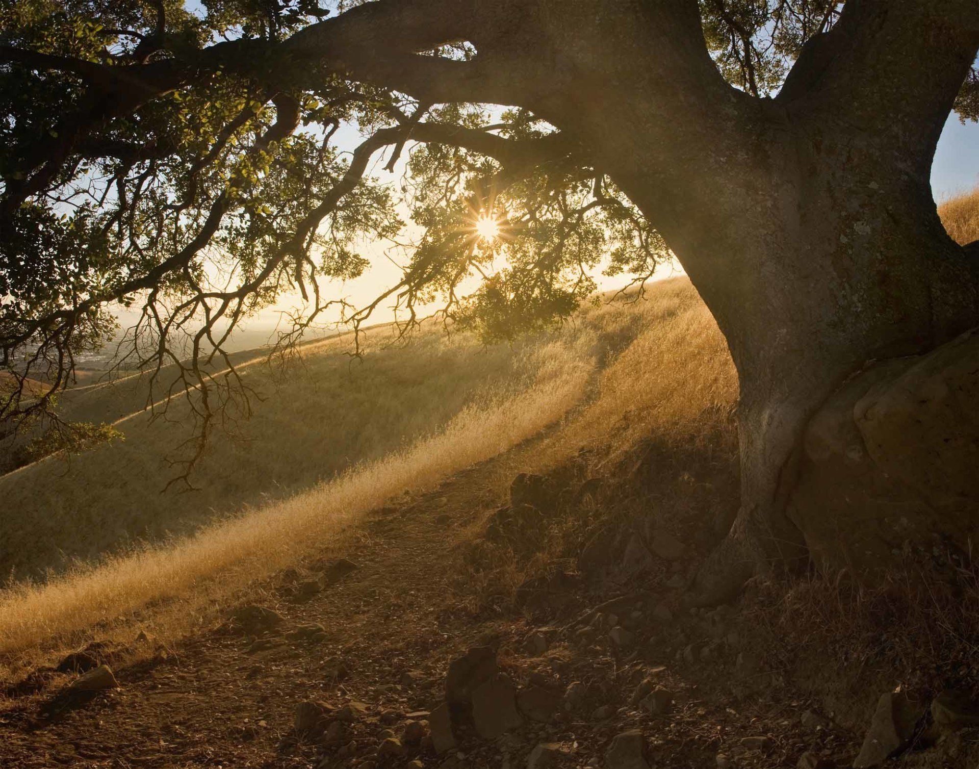 Home Pine Ridge Apartments in Modesto, CA