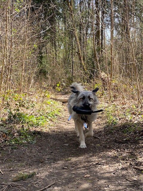 Hundegerechte Auslastung