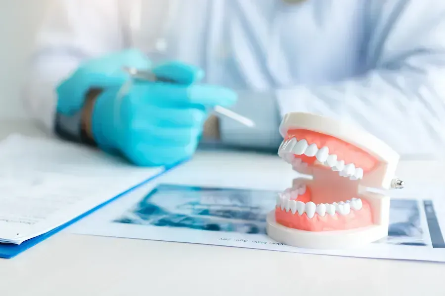 A dentist is examining a model of teeth on a table.