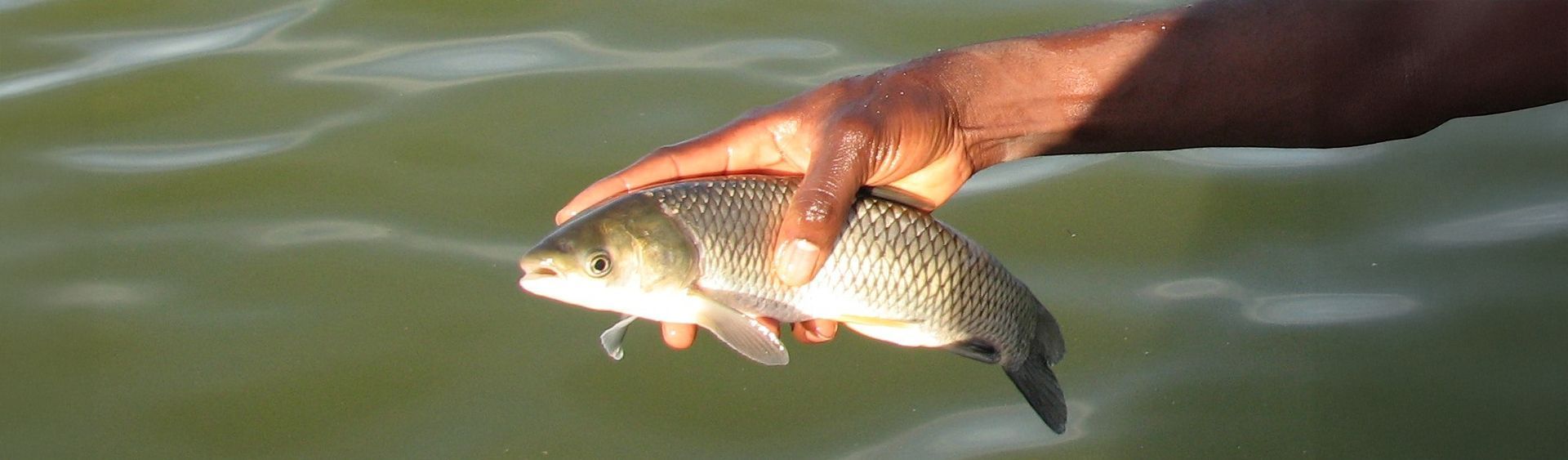 White Amur Control Weeds