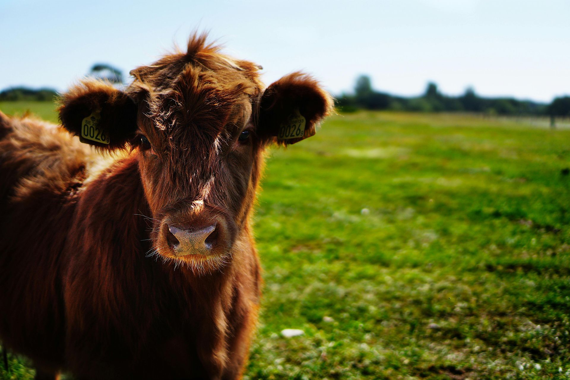 Barnyard Buddies - A Hands-On Farm Experience for Families in Gainesville Florida