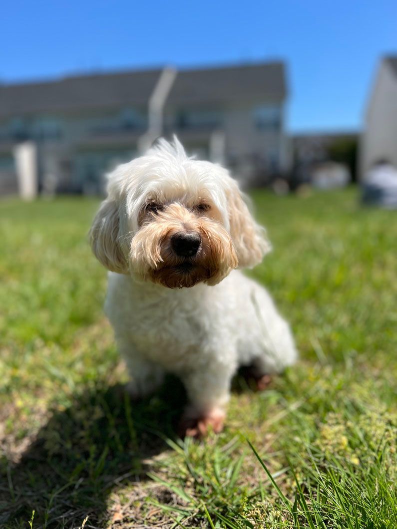 A small white dog is sitting in the grass and looking at the camera.