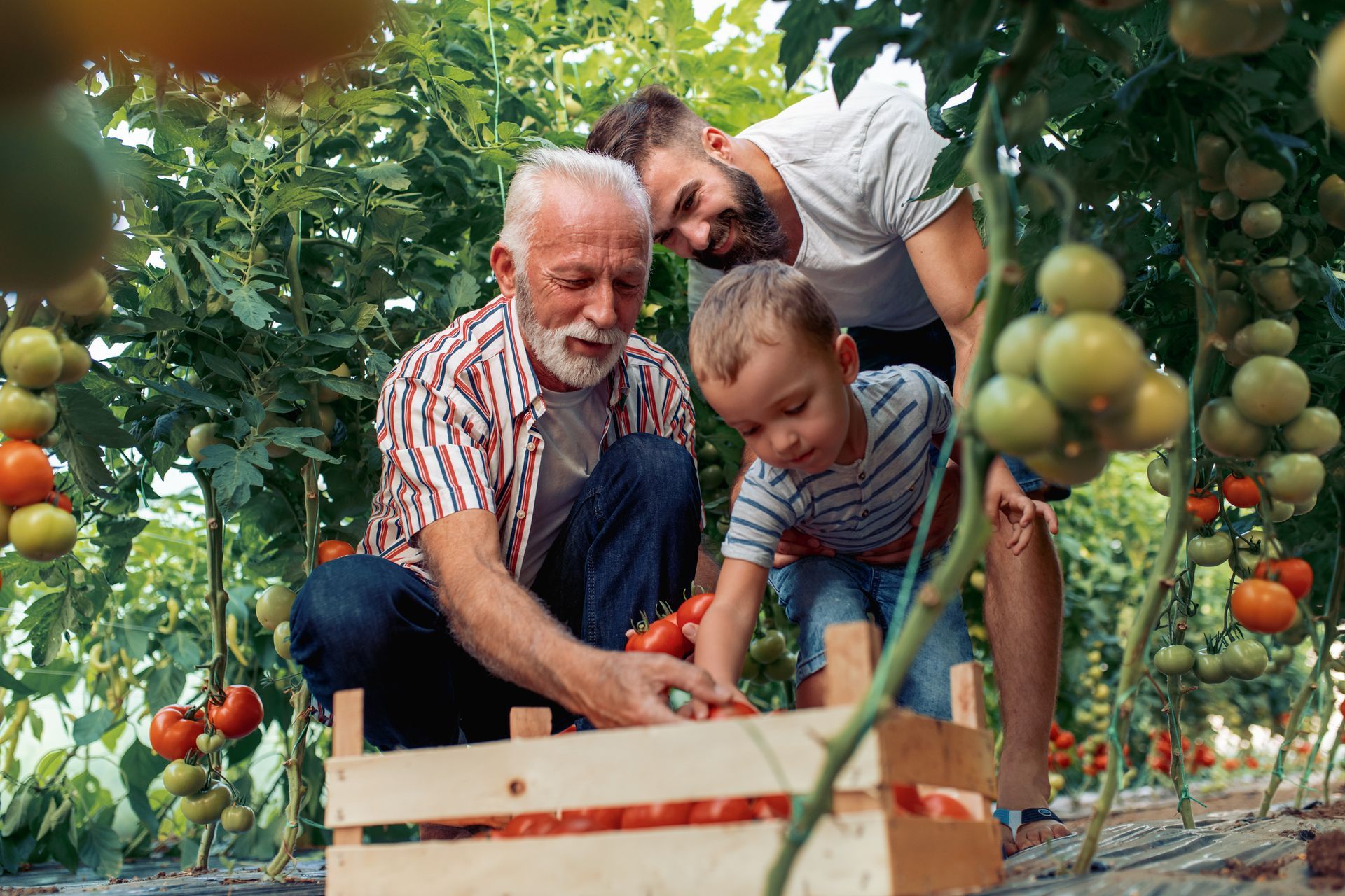 A family is picking tomatoes in a greenhouse.