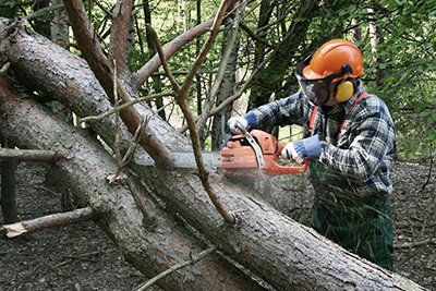 Tree service  —  Logging a large tree in North Palm Beach, FL