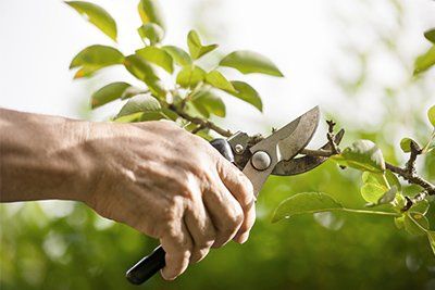 Tree Trimming — Man cutting a stem in North Palm Beach, FL
