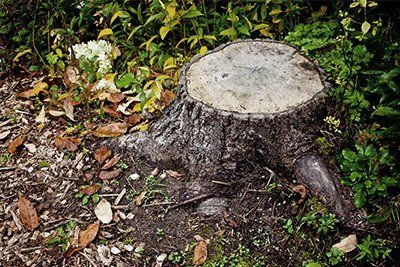 Stump Grinding —  Tree trunk  in North Palm Beach, FL