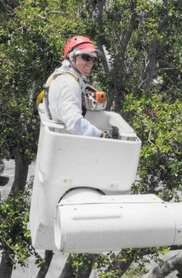 Arborist — Man cutting a branch in North Palm Beach, FL
