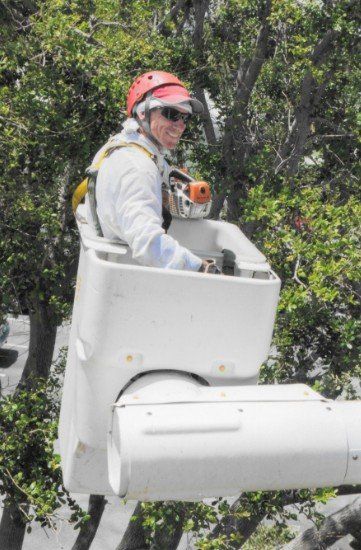 Lumberjack Jake's South Florida Tree Service - Tree Service in Tamarac, FL