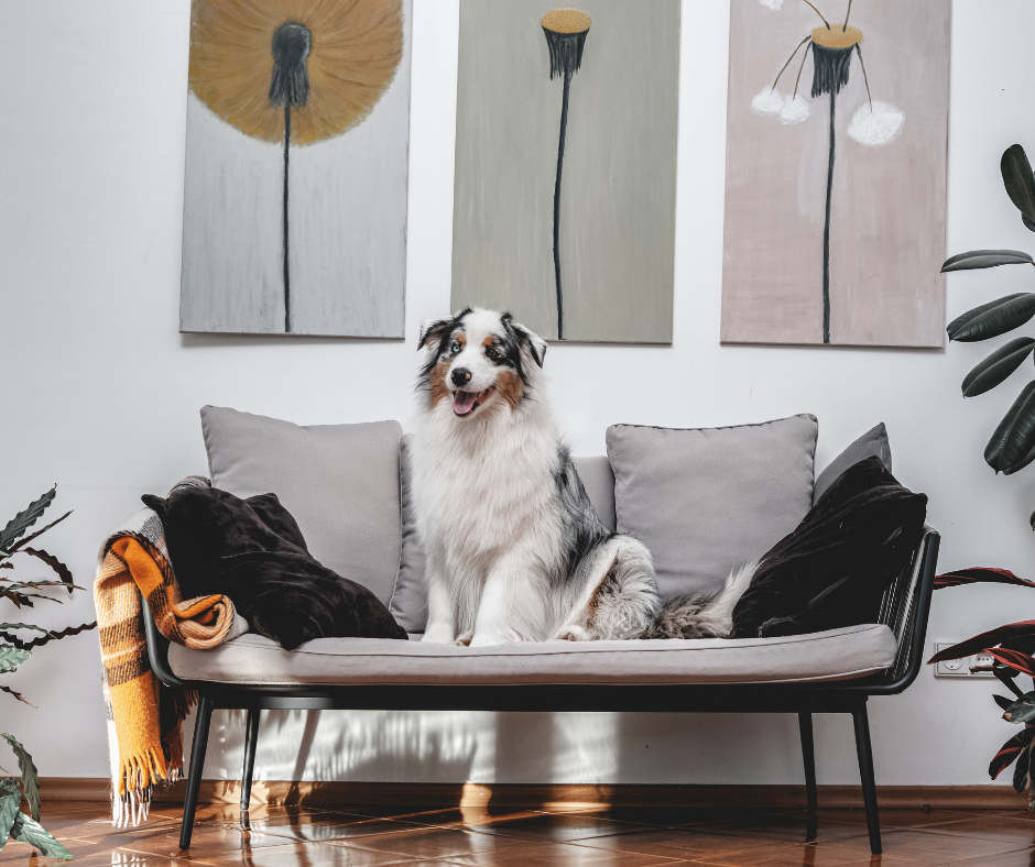 House Cleaning Spruce Grove