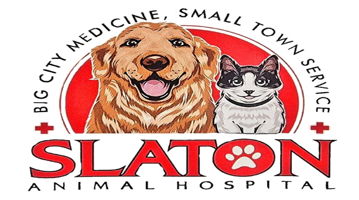 Slaton Animal Hospital, Dr Samantha Thomas, Dogs, Cats, Veterinary Care, Slaton TX