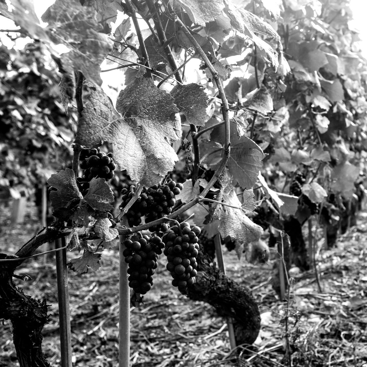 Ein Schwarzweissfoto von Trauben, die an einem Weinstock wachsen