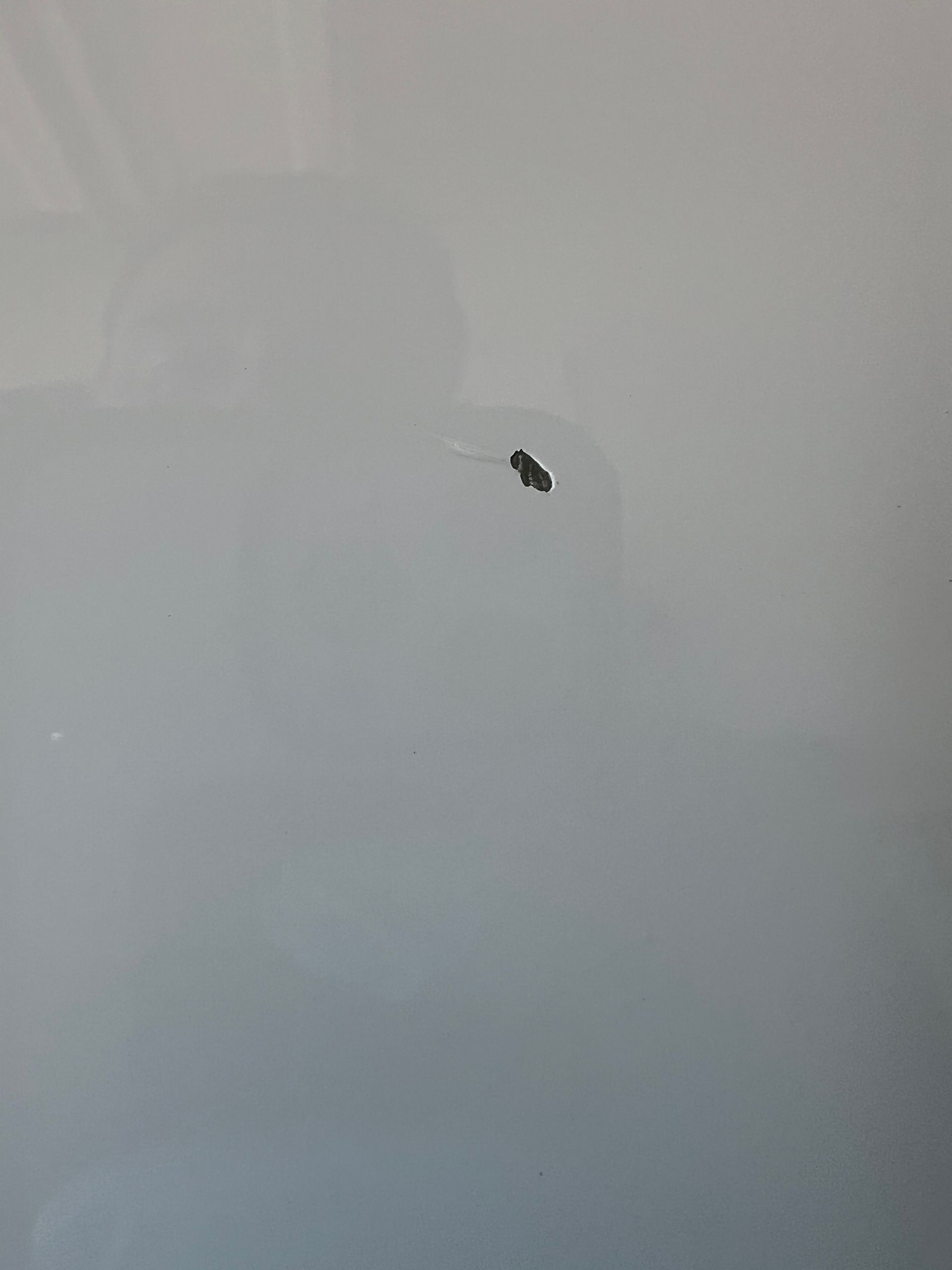 Black insect on a white surface.