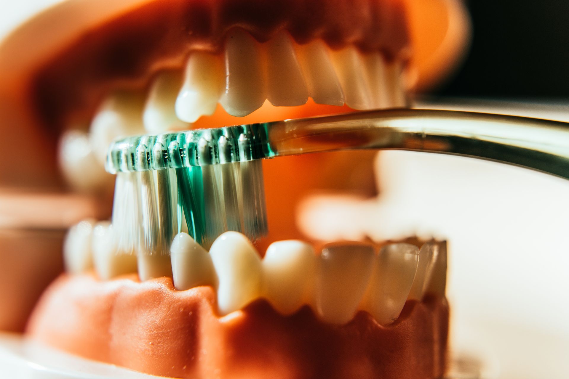 Toothbrush cleaning model teeth.