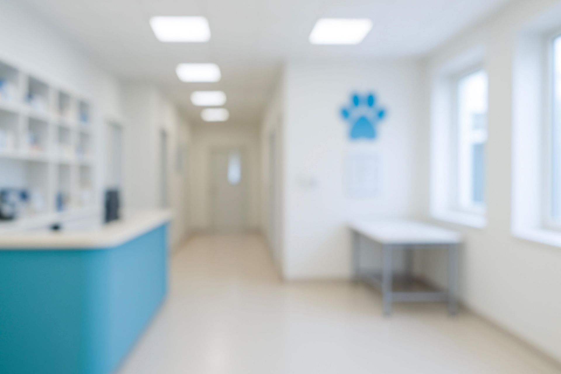Blurred interior of a vet clinic, blue reception desk, hallway, paw print sign, examination table, windows.