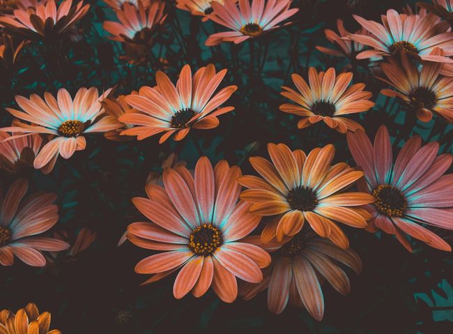 A close up of a bunch of flowers with a dark background.