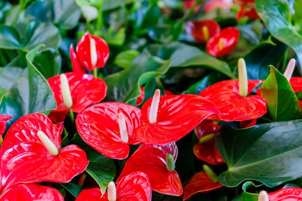 Close Up Of Blooming Red Anthurium Flowers — Wholesale Nursery In Ipswich, QLD