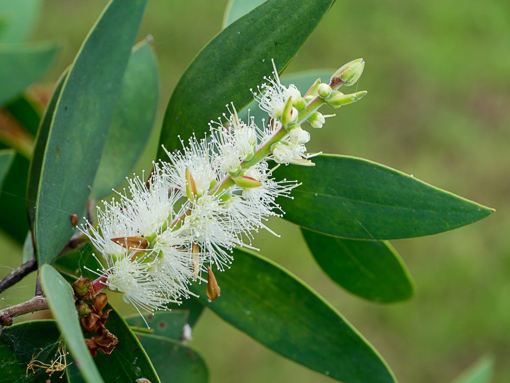 Close Up of Melaleuca quinquenervia Flower — Wholesale Nursery In Sunshine Coast, QLD