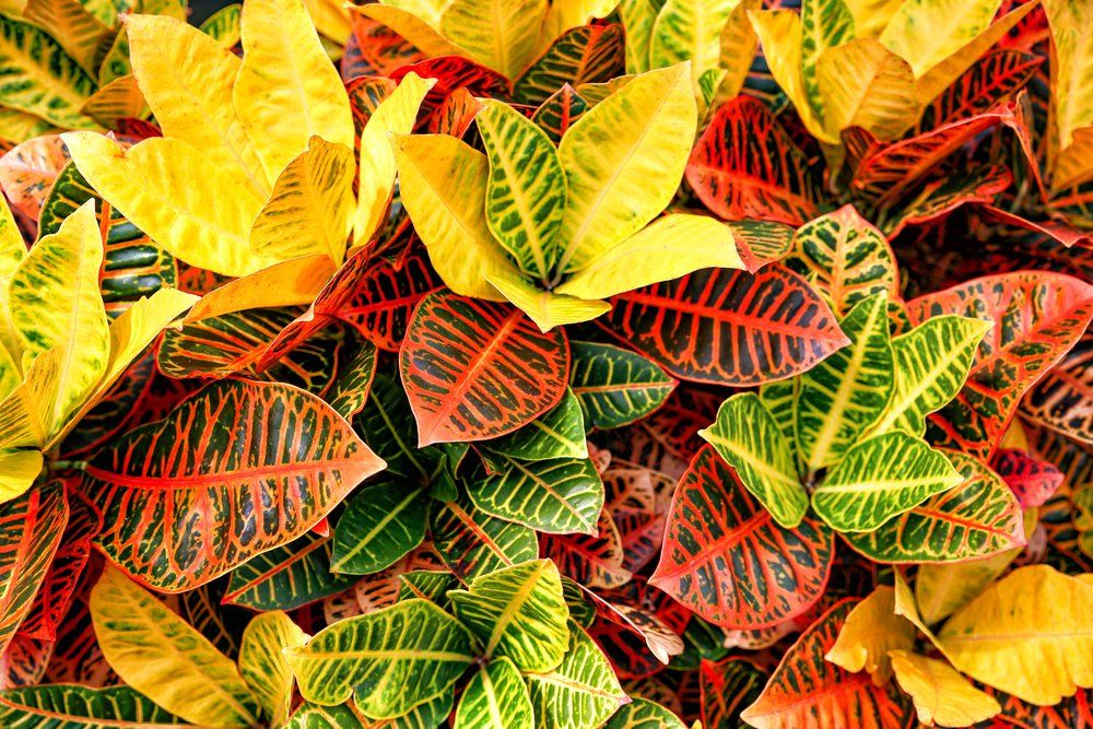 Codiaeum variegatum — Wholesale Nursery In Bundaberg, QLD