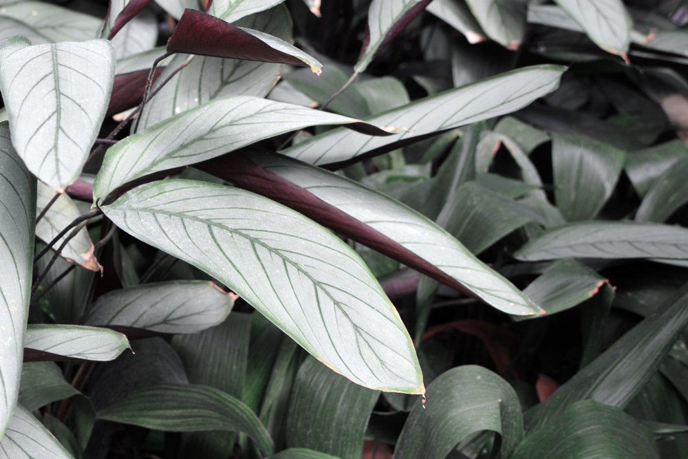 Exotic Ctenanthe Setosa Grey Star plant leaves with silver hue and dark leaf veins — Wholesale Nursery In Chevallum, QLD