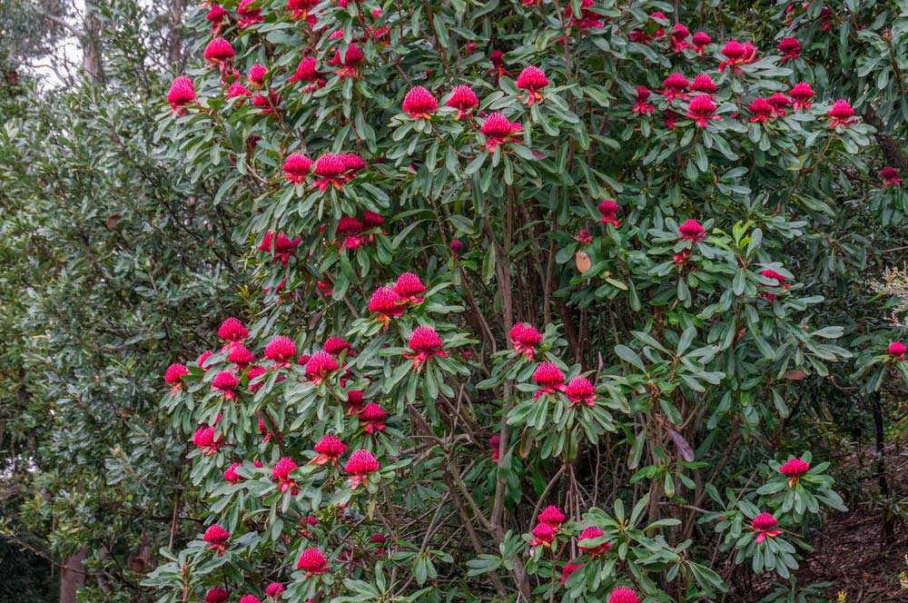 Waratah Tree In Full Bloom — Wholesale Nursery In Gold Coast, QLD