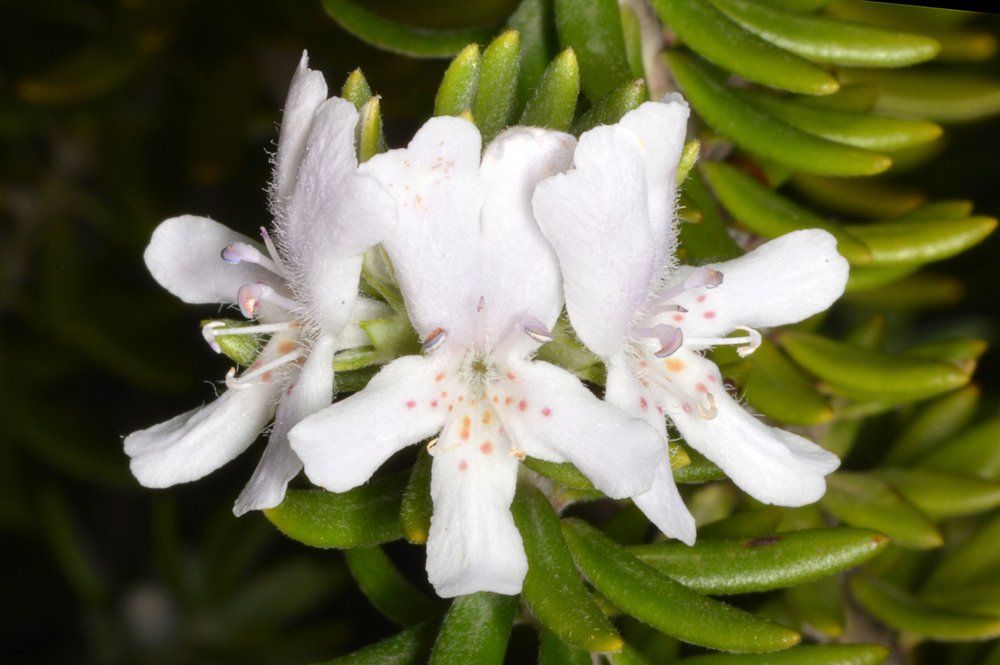 Westringia fruticosa — Wholesale Nursery In Ipswich, QLD