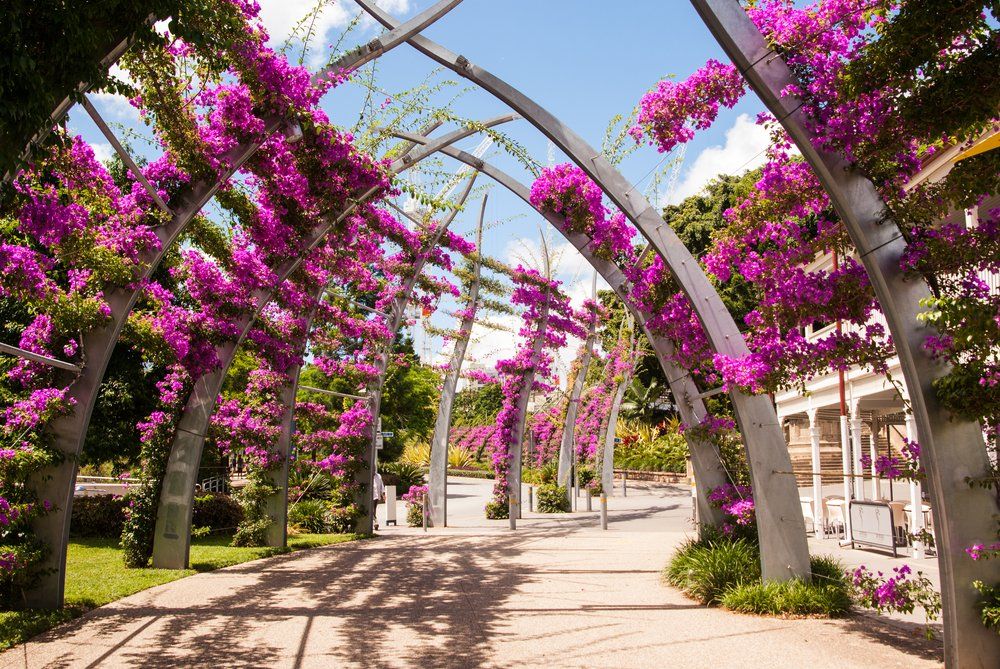 Arches covered with pink bougainvillea flowers at Southbank, Brisbane — Wholesale Nursery In Brisbane, QLD