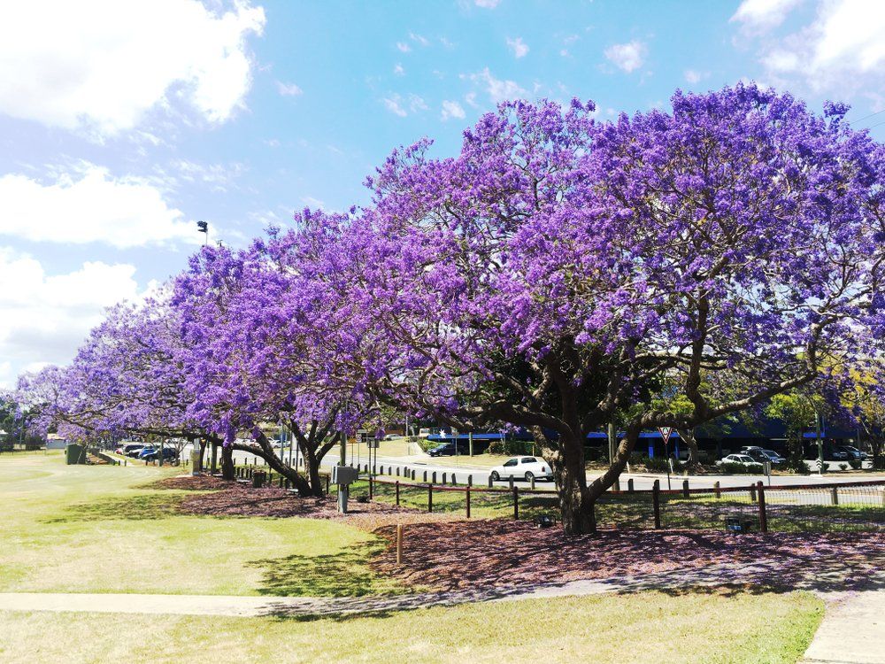 Beautiful Jacaranda Trees Blooming Full in Ipswich — Wholesale Nursery In Ipswich, QLD