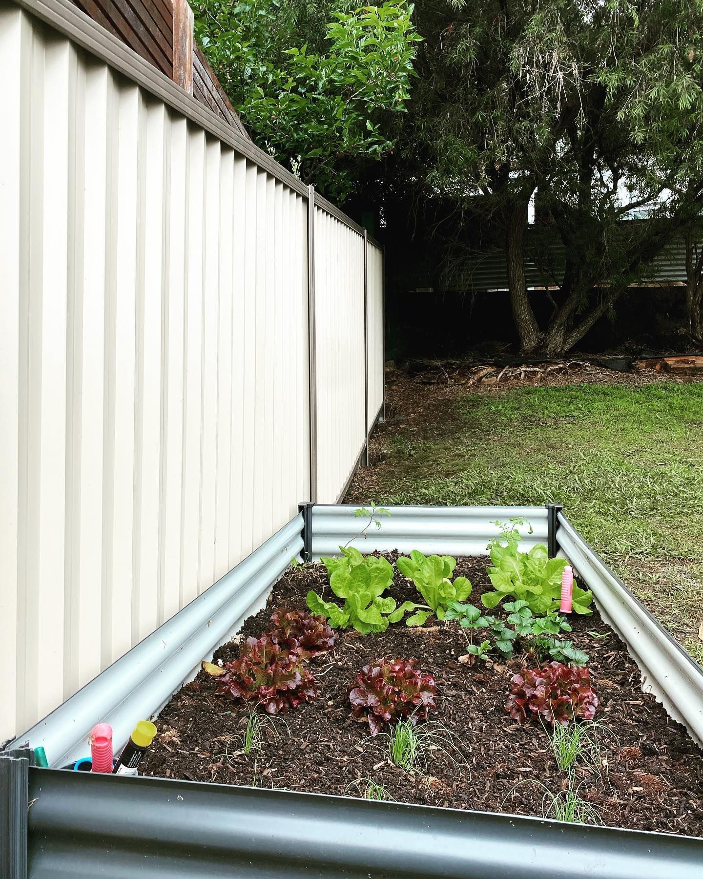 A Raised Garden Bed With Lettuce and Other Plants in It — Fence & Deck Australia Pty Ltd in Casino, NSW